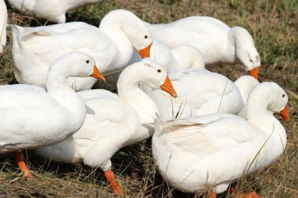 2014養鵝賺錢嗎？