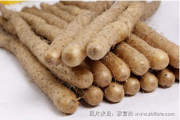 鐵棍山藥和普通山藥有什么區(qū)別