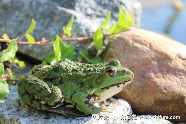 養青蛙賺錢嗎