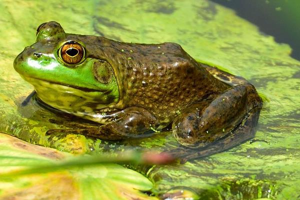 養(yǎng)青蛙賺錢嗎