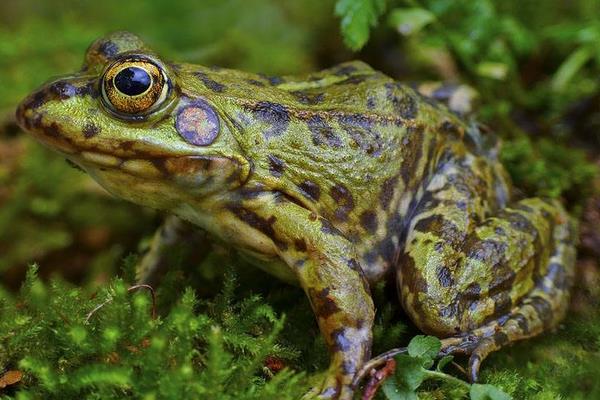 養(yǎng)青蛙賺錢嗎