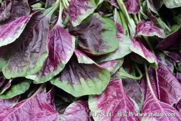 2018種莧菜賺錢嗎？莧菜種植的利潤與投資成本及前景預測