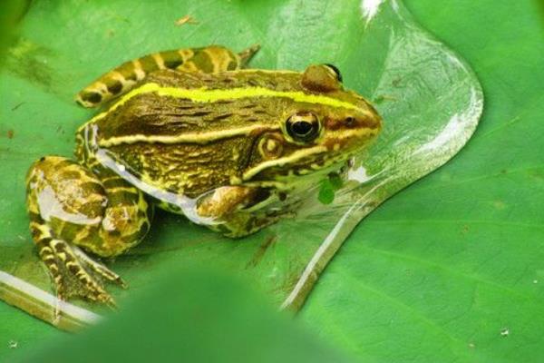 養(yǎng)青蛙賺錢嗎