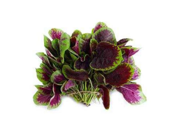 2018種莧菜賺錢嗎?莧菜種植的利潤與投資成本及前景預測