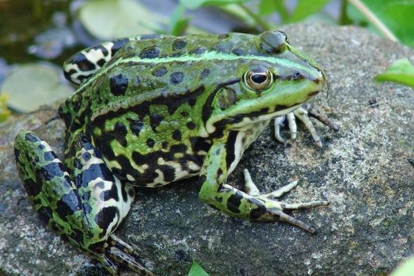 養(yǎng)青蛙賺錢嗎