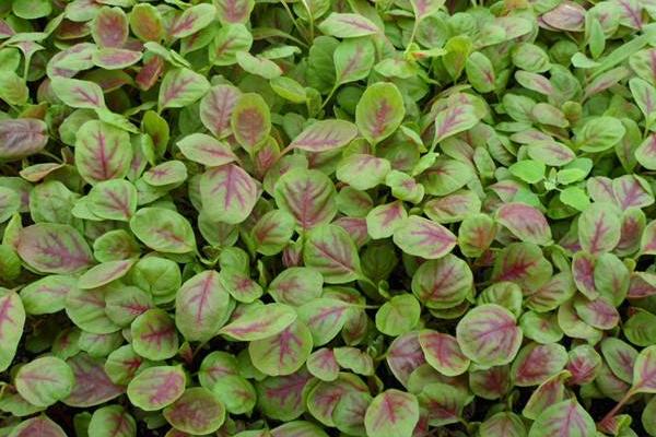 2018種莧菜賺錢嗎?莧菜種植的利潤與投資成本及前景預測