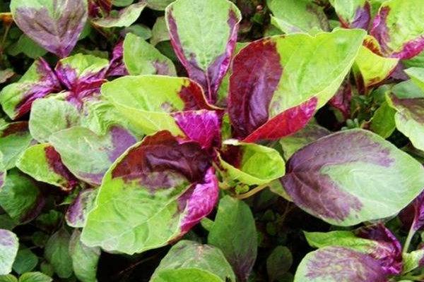 2018種莧菜賺錢嗎?莧菜種植的利潤與投資成本及前景預測