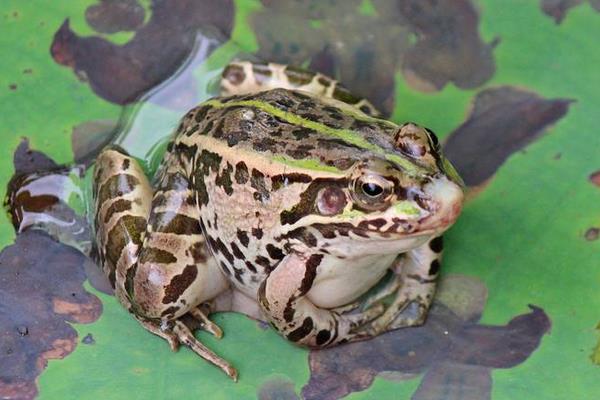 養(yǎng)青蛙賺錢嗎