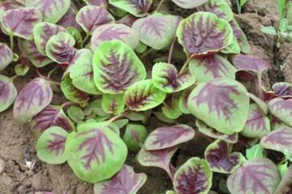 2018種莧菜賺錢嗎?莧菜種植的利潤與投資成本及前景預測