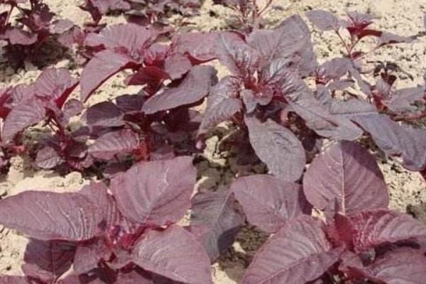 2018種莧菜賺錢嗎?莧菜種植的利潤與投資成本及前景預測