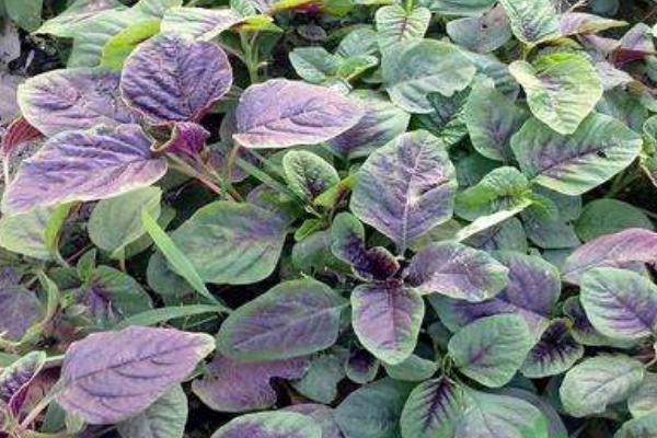 2018種莧菜賺錢嗎?莧菜種植的利潤與投資成本及前景預測