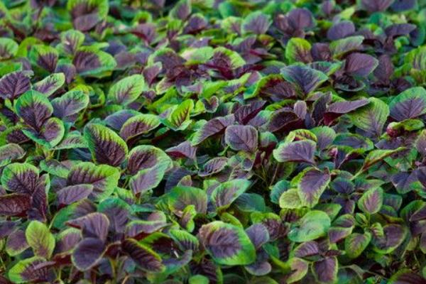 2018種莧菜賺錢嗎?莧菜種植的利潤與投資成本及前景預測