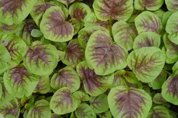 2018種莧菜賺錢嗎?莧菜種植的利潤與投資成本及前景預測