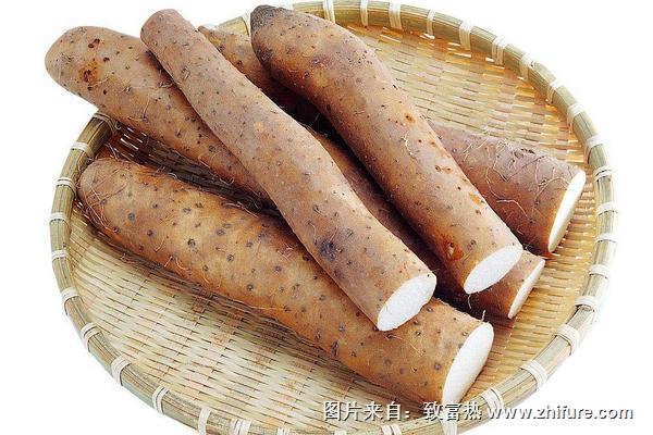 鐵棍山藥是淮山藥嗎