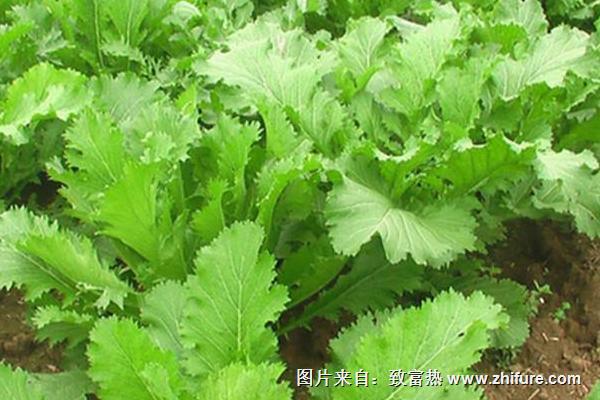 2018種芥菜賺錢嗎？芥菜種植的利潤與投資成本及前景預測