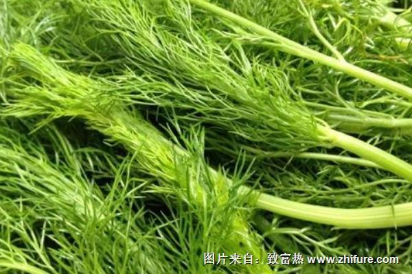 2018種茴香賺錢嗎？茴香種植的利潤與投資成本及前景預測
