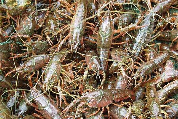 農(nóng)村養(yǎng)殖好項(xiàng)目分享