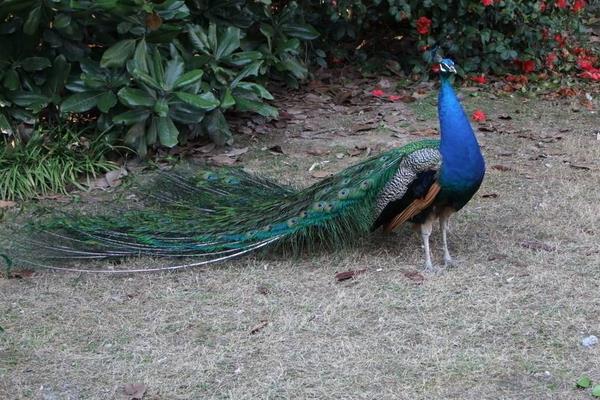 農(nóng)村養(yǎng)殖好項(xiàng)目分享