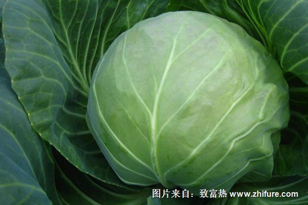 2018種甘藍賺錢嗎？甘藍種植的利潤與投資成本及前景預(yù)測