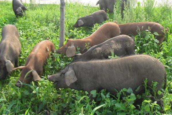 農(nóng)村養(yǎng)殖好項(xiàng)目分享