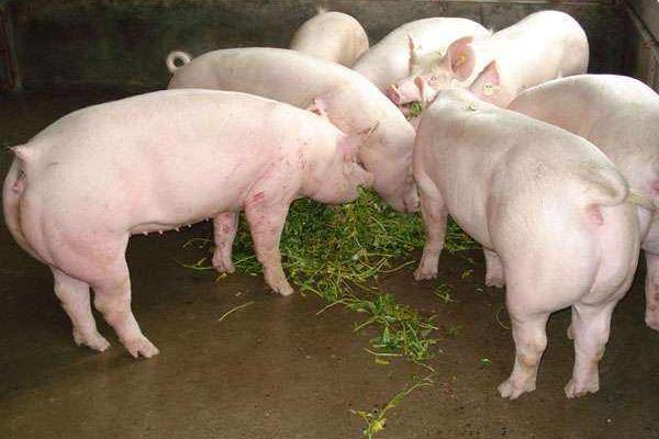 農(nóng)村養(yǎng)殖好項(xiàng)目分享