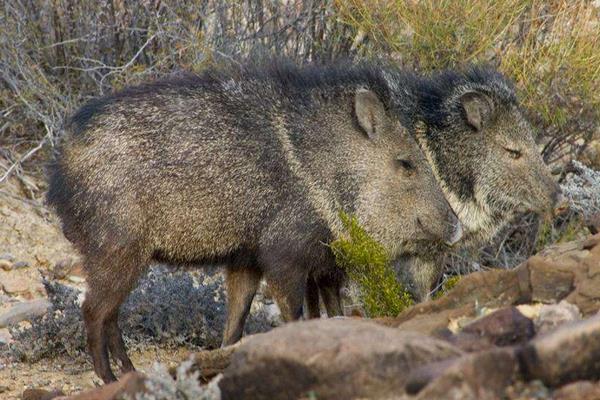 農(nóng)村養(yǎng)殖好項(xiàng)目分享