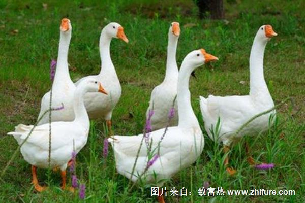 投資2萬元養鵝的可行性分析