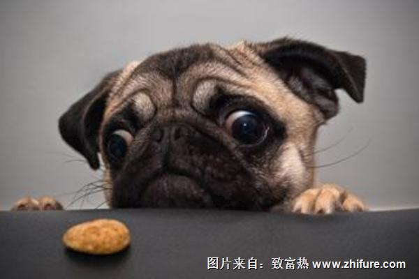 狗吃洋蔥怎么辦