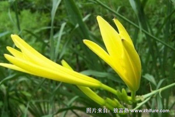 2018種黃花菜賺錢嗎？黃花菜種植的利潤與投資成本及前景預(yù)測