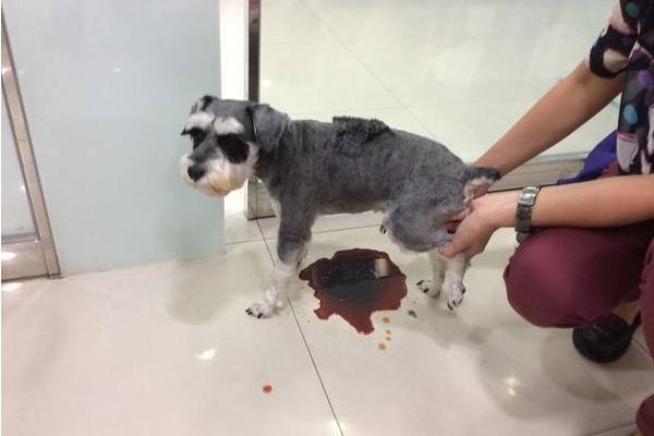 狗吃洋蔥怎么辦