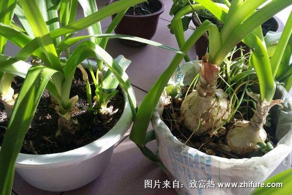 洋蔥的葉子能吃嗎