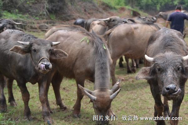 養牛有無息貸款嗎