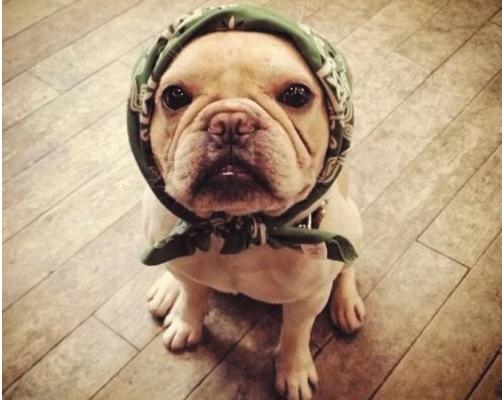 狗吃洋蔥會怎樣