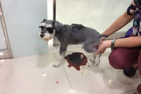 狗吃洋蔥會怎樣