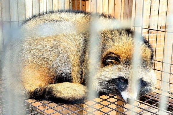 養貉子需要注意的7大事項