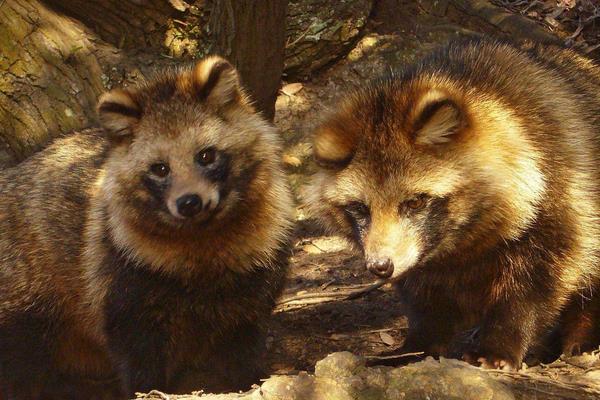 養貉子需要注意的7大事項
