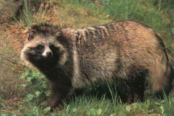 養貉子需要注意的7大事項