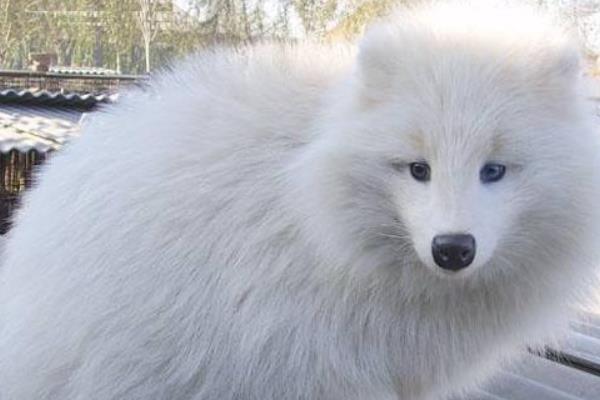 養貉子需要注意的7大事項