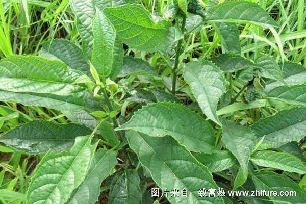 板藍根種植季節(jié)及時間