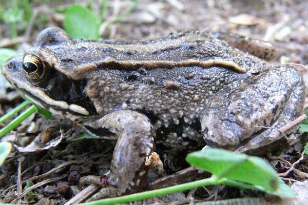 2015養(yǎng)林蛙賺錢嗎?2015林蛙養(yǎng)殖前景及市場(chǎng)價(jià)格分析