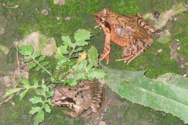 2015養(yǎng)林蛙賺錢嗎?2015林蛙養(yǎng)殖前景及市場(chǎng)價(jià)格分析