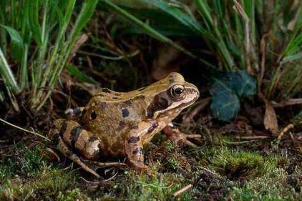 2015養(yǎng)林蛙賺錢嗎?2015林蛙養(yǎng)殖前景及市場(chǎng)價(jià)格分析