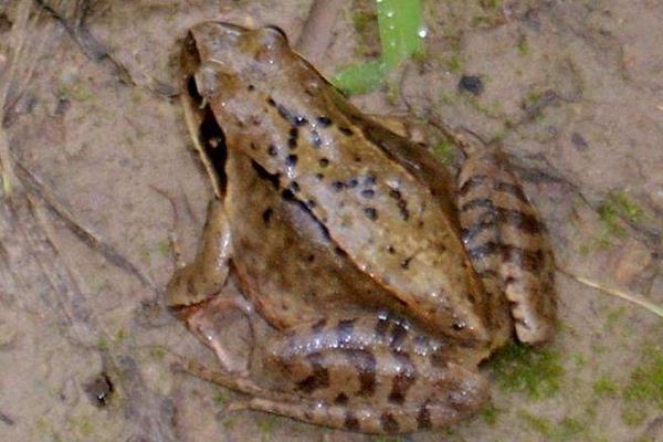 2015養(yǎng)林蛙賺錢嗎?2015林蛙養(yǎng)殖前景及市場(chǎng)價(jià)格分析