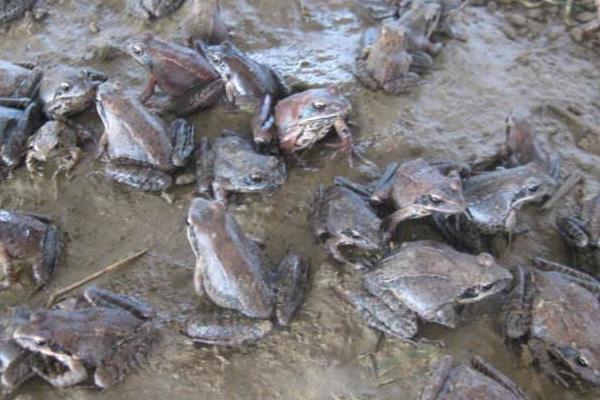 2015養(yǎng)林蛙賺錢嗎?2015林蛙養(yǎng)殖前景及市場(chǎng)價(jià)格分析