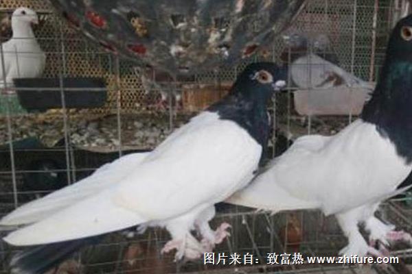 怎么養鴿子