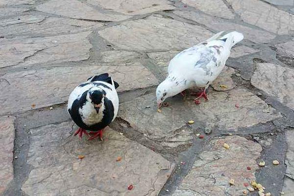 怎么養(yǎng)鴿子