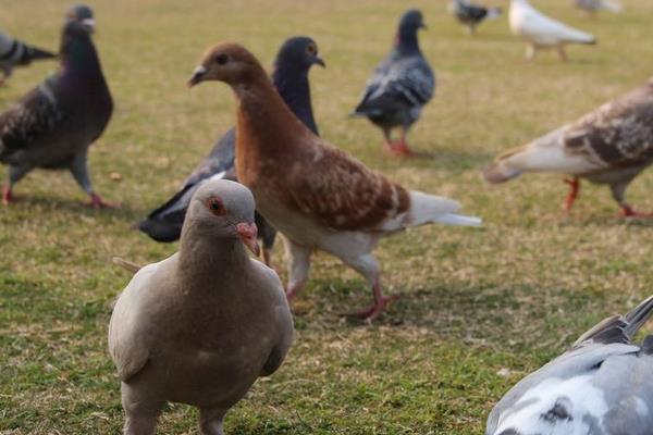 怎么養(yǎng)鴿子