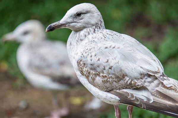 怎么養(yǎng)鴿子