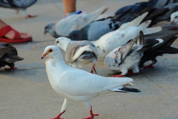 怎么養(yǎng)鴿子