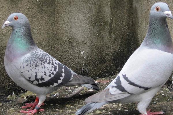 怎么養(yǎng)鴿子